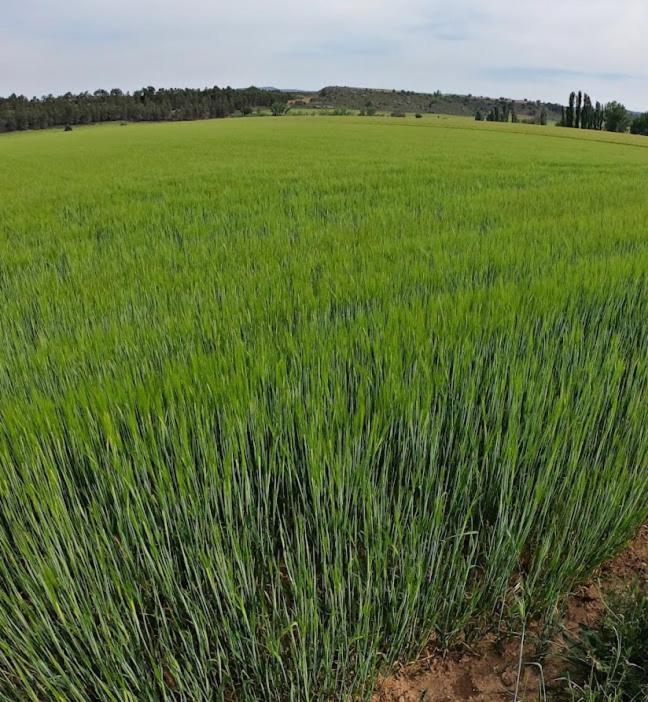 Casa Rural Guadiela San Pedro Palmiches Dış mekan fotoğraf